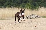 BULL TERRIER 056